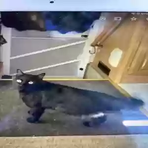lost male cat ej