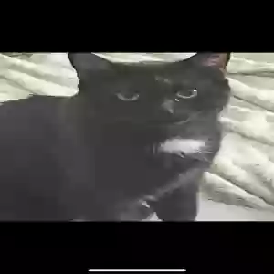 lost male cat ashton
