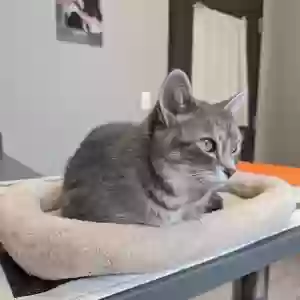 lost female cat potato salad