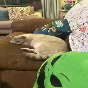 lost male cat cheshire