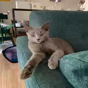 lost male cat prismo or michu