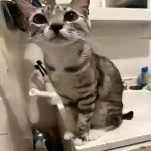 lost female cat rhea/princess