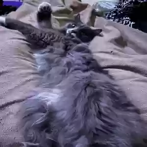 lost female cat unknown
