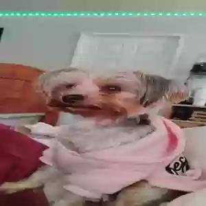 found female dog unknown