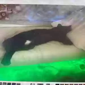 lost male cat ej