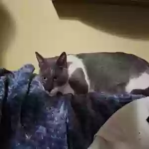 lost female cat juliet