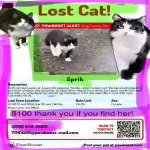 lost female cat sprik