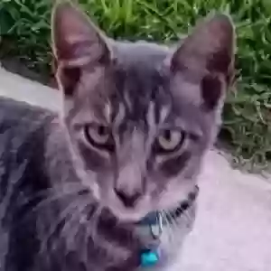 lost male cat pepper