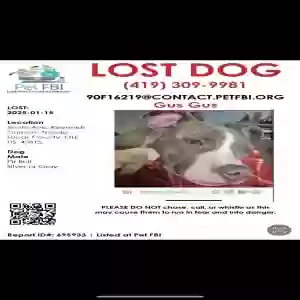 lost male dog gus gus