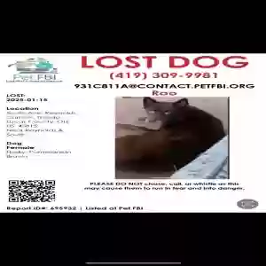 lost female dog roo