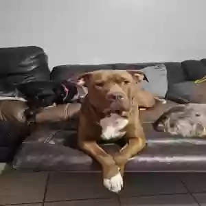 lost male dog biggs