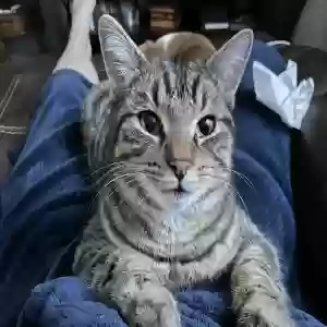 lost female cat cleopatra