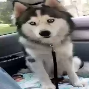 lost male dog shadow