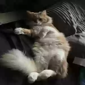 lost male cat garfield