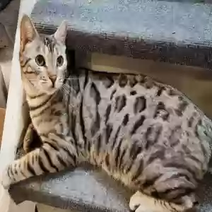 lost male cat hero