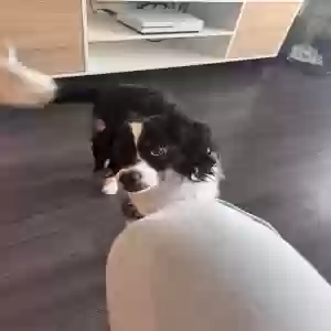 lost male dog olly