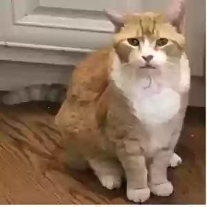 lost male cat boyd