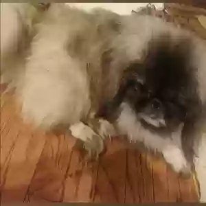 lost male dog vinny