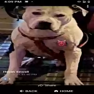 lost male dog bj