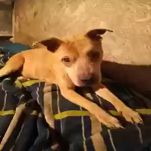 lost female dog wednesday