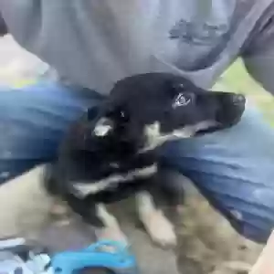 lost male dog hades