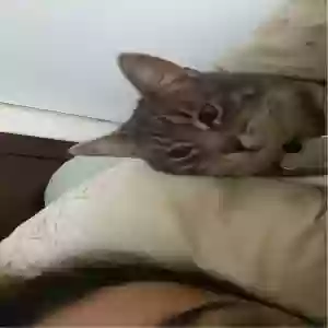 lost male cat rice