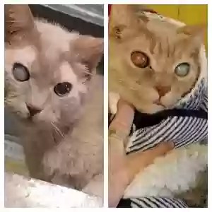 lost male cat bing