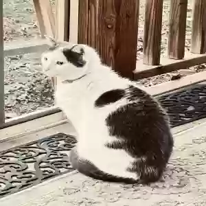 lost male cat pinky