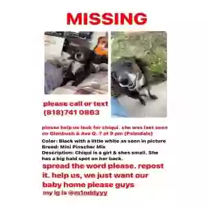 lost female dog chiqui