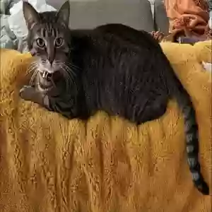 lost male cat hammond