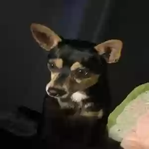 lost male dog punk