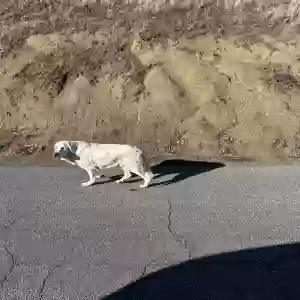 found male dog unknown
