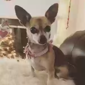 lost female dog lexie