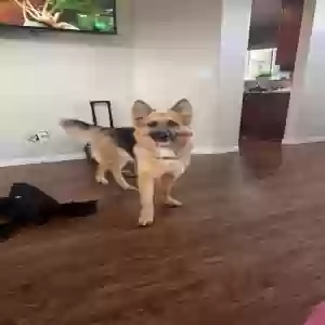 lost female dog cali