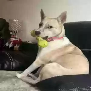 lost female dog megan