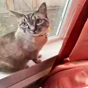 lost male cat unknown