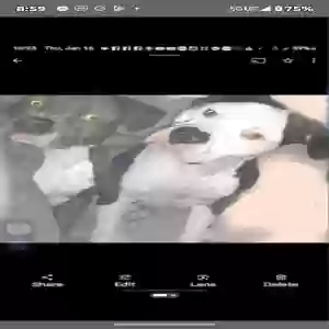 lost male dog unknown