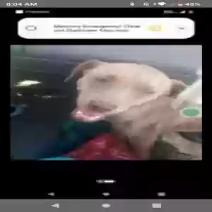 lost male dog danger