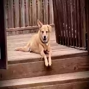 lost female dog emma