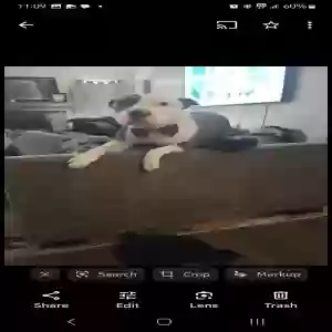 lost male dog big head