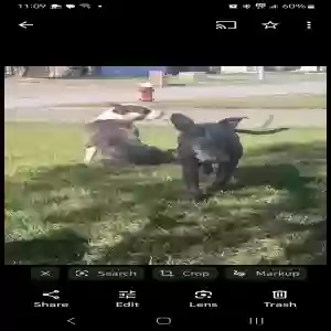lost male dog biddies