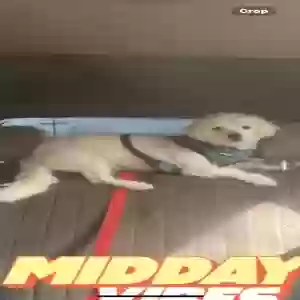 lost male dog terry