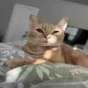 lost male cat unknown
