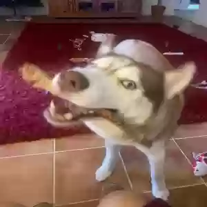 lost male dog ice