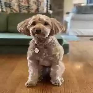 lost female dog rosie