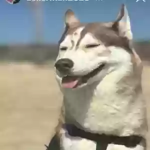 lost male dog ice