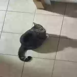 lost female cat effy
