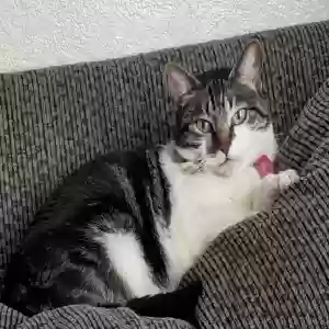 lost female cat winkie