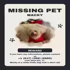 lost male dog macky