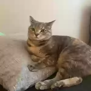 lost female cat kiwi